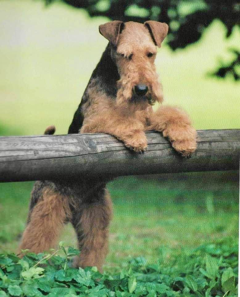 Photo of Gatewood Roll The Dice, a Black and Tan Welsh Terrier.