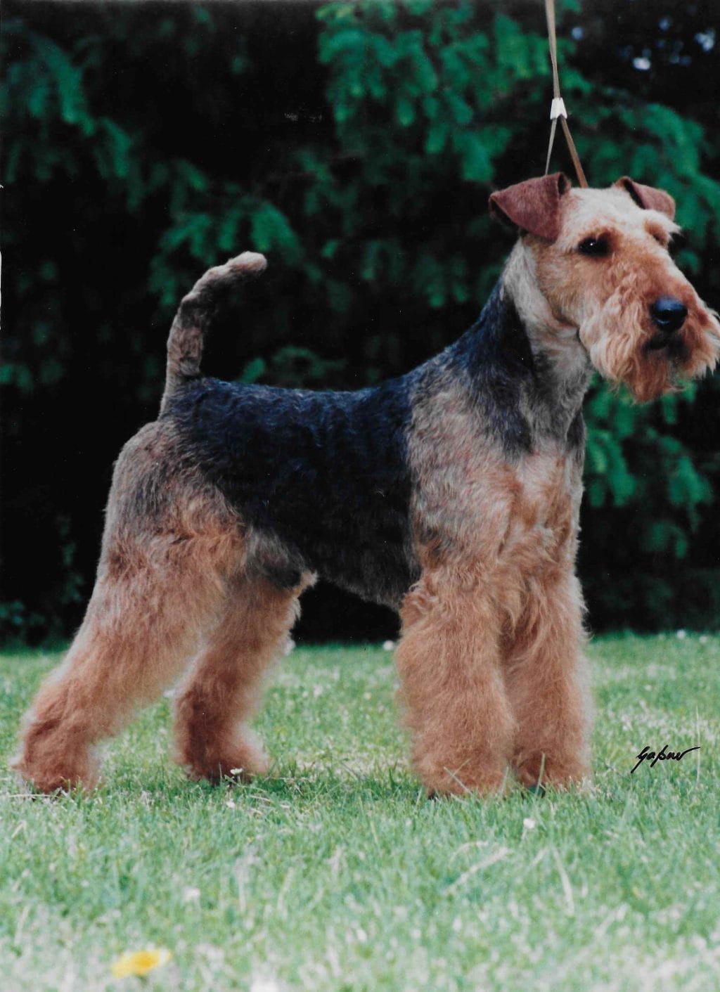 Photo of Gatewood Roll The Dice, a Black and Tan Welsh Terrier.