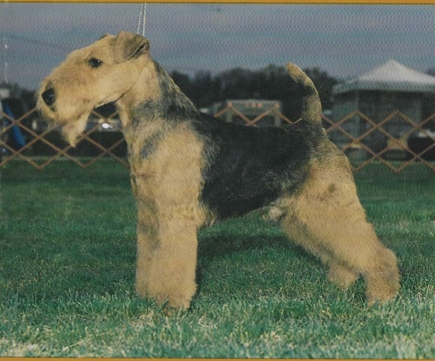 Photo of Cascade Lane’s Samson McBee, a Black and tan Welsh Terrier.