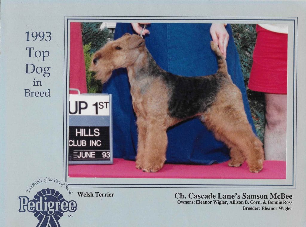Photo of Cascade Lane’s Samson McBee, a Black and tan Welsh Terrier.