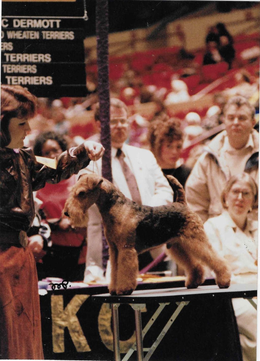 Photo of Cascade Lane’s Samson McBee, a Black and tan Welsh Terrier.