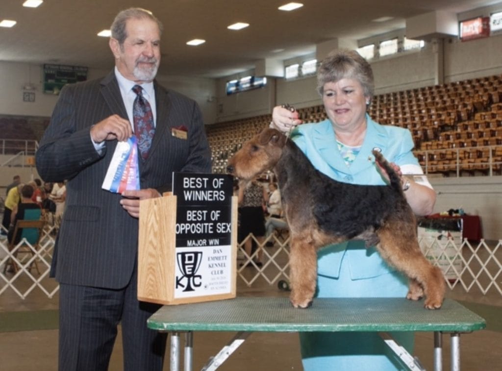 Photo of Sun Oak Carrying A Torch, a Black and Tan Welsh Terrier.