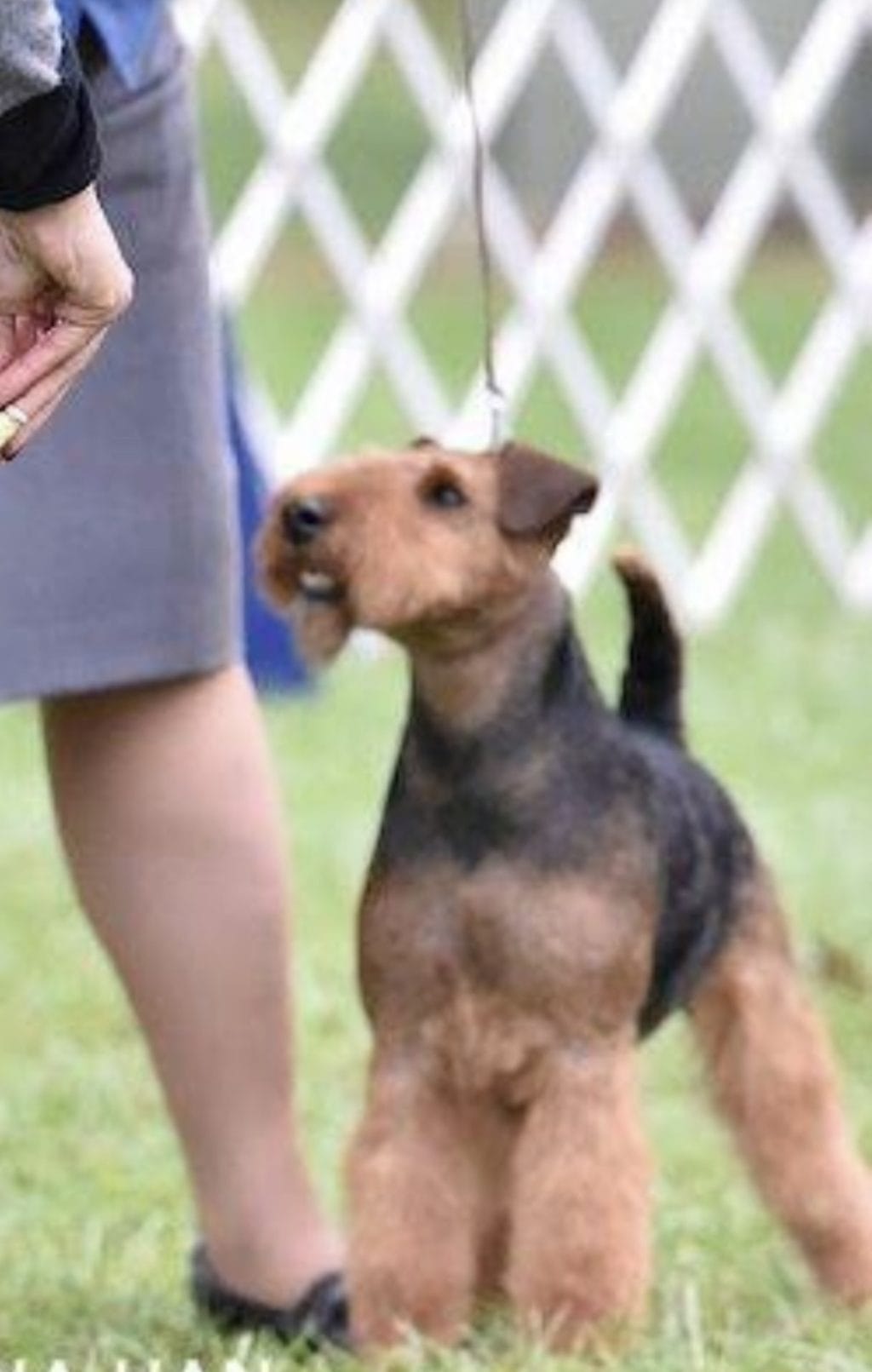 Photo of Sun Oak Carrying A Torch, a Black and Tan Welsh Terrier.