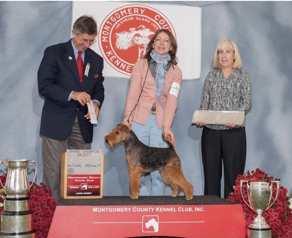 Photo of Sun Oak Carrying A Torch, a Black and Tan Welsh Terrier.