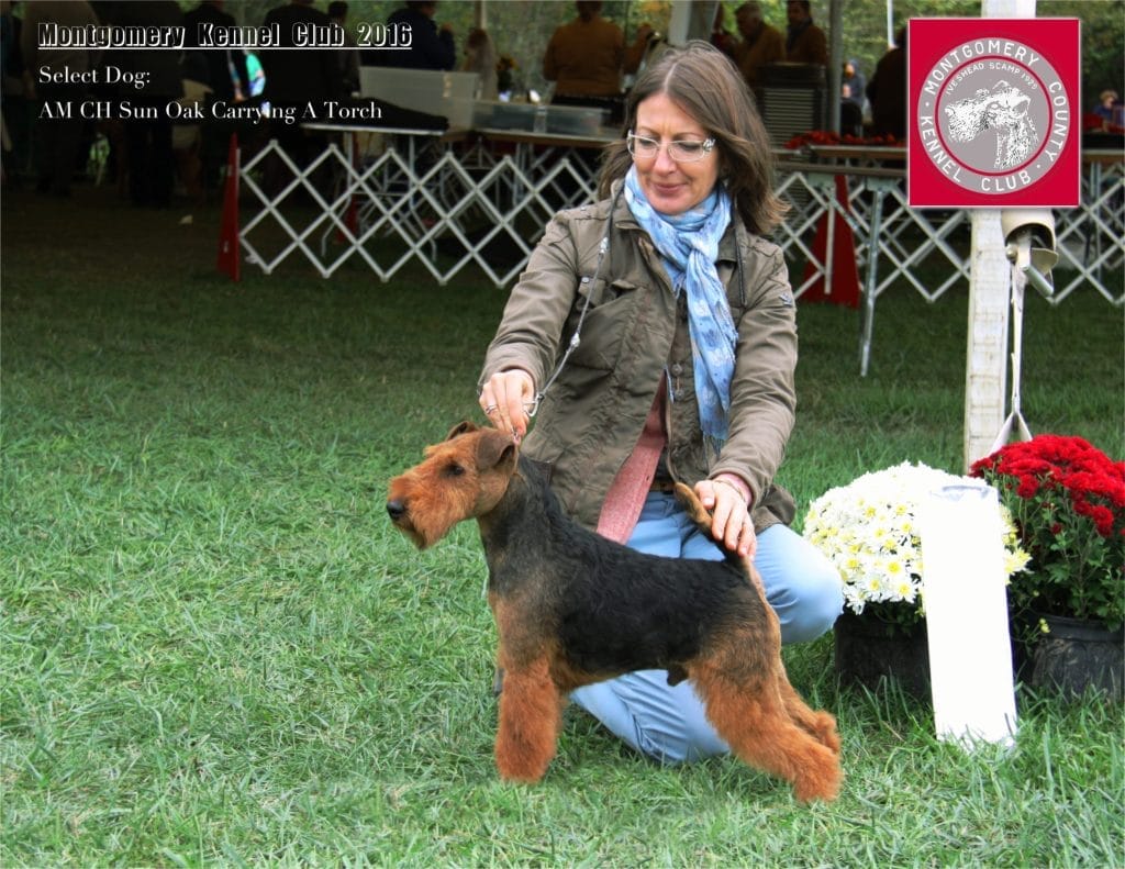 Photo of Sun Oak Carrying A Torch, a Black and Tan Welsh Terrier.